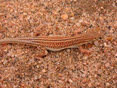 Smith's Sand Racer photo 3