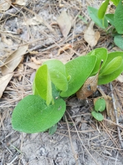 Aristolochia reticulata