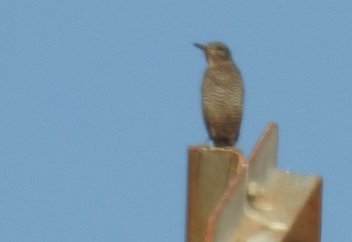 Blue Rock-Thrush