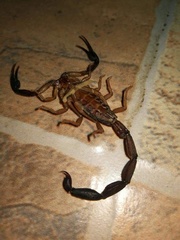 Centruroides gracilis