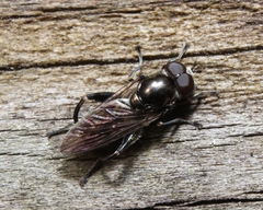 Chalcosyrphus nemorum