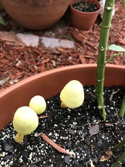 Leucocoprinus birnbaumii image