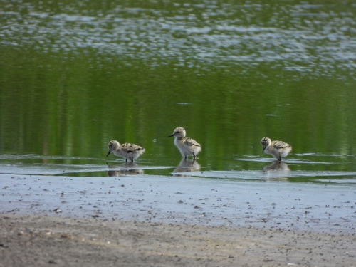 Black-winged Stilt