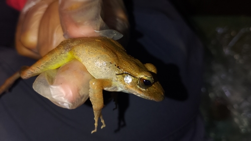 Colombian Rainfrog