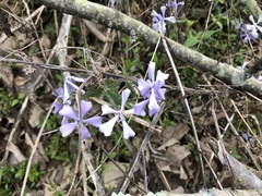 Phlox divaricata