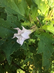 Datura stramonium