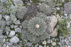 Thelocactus rinconensis rinconensis