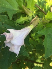 Datura stramonium