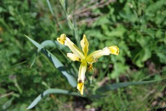 Iris halophila