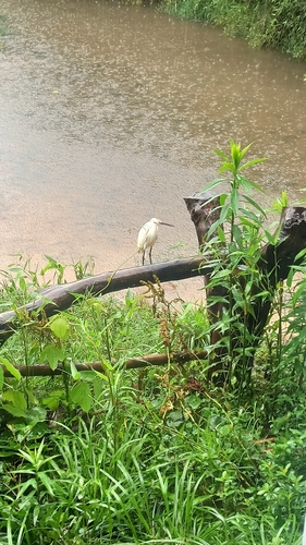 Little Egret