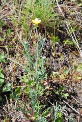 Ranunculus illyricus