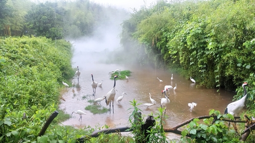 Red-crowned Crane
