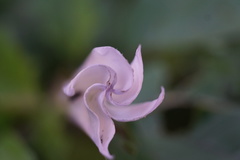 Datura stramonium