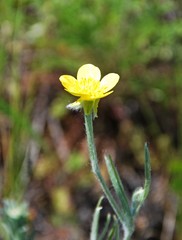 Ranunculus illyricus