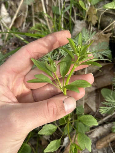Small-Flowered Buttercup