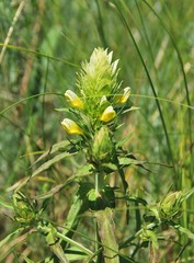 Melampyrum argyrocomum