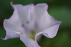 Datura stramonium