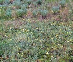 Ranunculus illyricus
