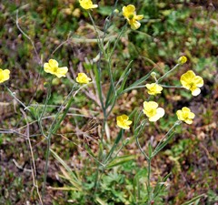 Ranunculus illyricus