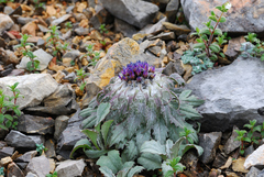 Saussurea quercifolia