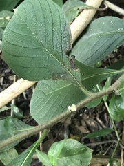 Heliotropium verdcourtii