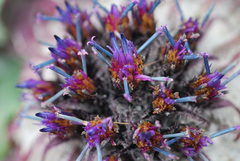 Saussurea quercifolia