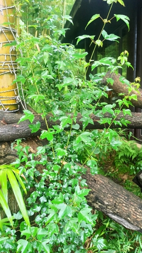 Trident maple
