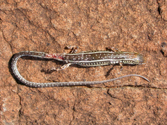 Gerrhosaurus flavigularis