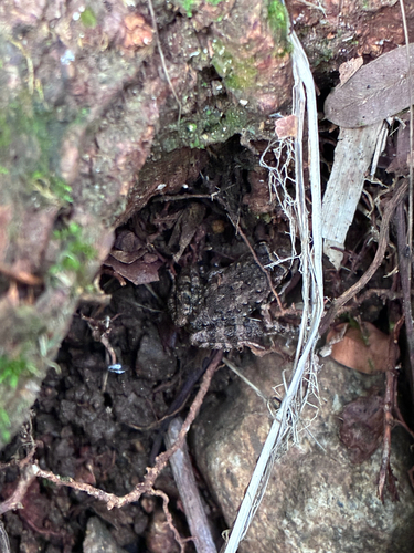 Rock River Frog