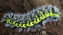 Copaxa multifenestrata