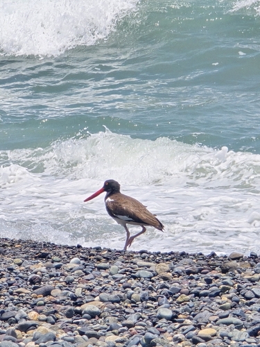 American Oystercatcher (Haematopus palliatus)