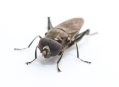 Chalcosyrphus nemorum