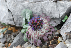 Saussurea quercifolia