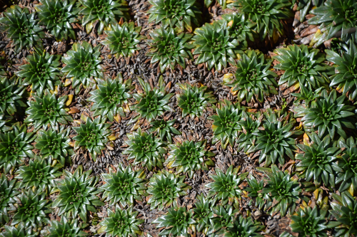 Plantago rigida, photograph 5
