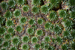 Plantago rigida, photograph (c) William Stephens, some rights reserved (CC BY)