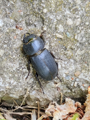 Lesser Stag Beetle
