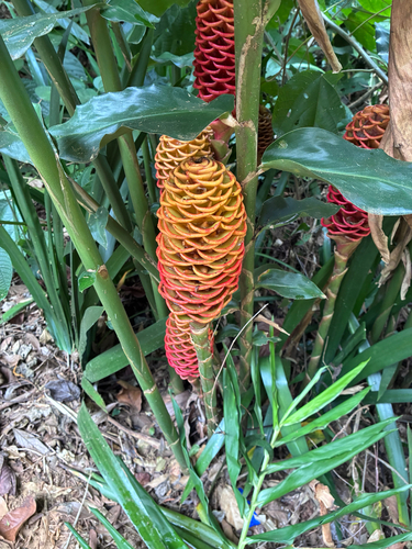 beehive ginger