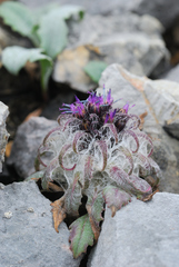 Saussurea quercifolia