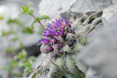 Saussurea quercifolia