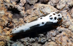 Ethmia semilugens