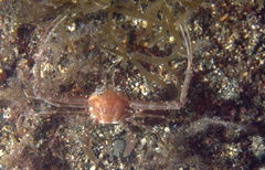 Lupocyclus philippinensis