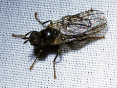 Boreothrinax maculipennis