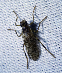 Boreothrinax maculipennis