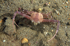 Lupocyclus philippinensis