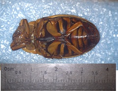 Dytiscus dauricus