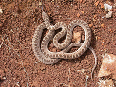 Dasypeltis scabra