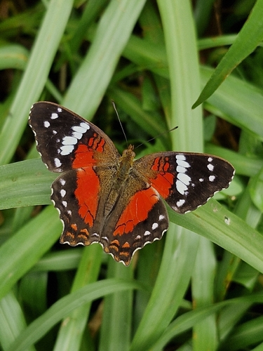 Red Peacock