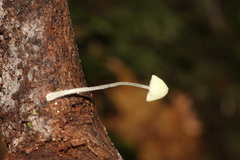 Mycena chloroxantha