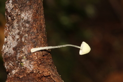 Mycena chloroxantha