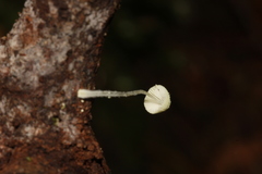 Mycena chloroxantha